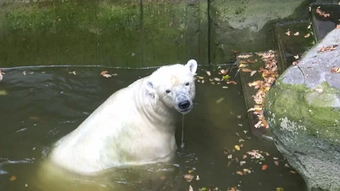 Polar bear swims in the water (Ursus maritimus) Stock Footage 162817618