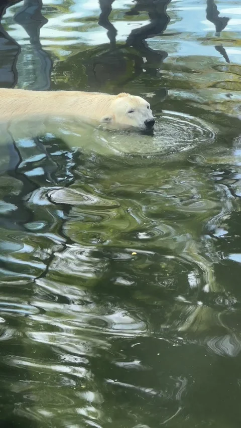 Polar bear taking a bath. Polar bear lies in the water and enjoys. 4K. Stock Footage 208445286