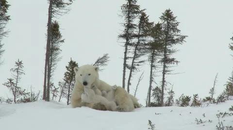 Polar Bear three months old cubs with mother at Denning area Video stock 66422029