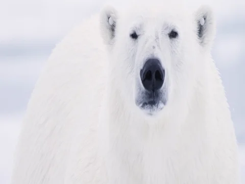 Polar Bear tight portrait looking into camera Stock Footage