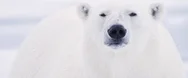 Polar Bear Tight Portrait Looking Into Camera Stock Footage