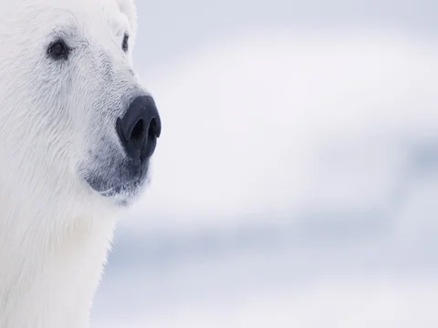 Polar Bear tight profile Stock Footage 70837800