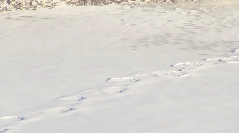 Polar bear tracks 2 Stock Footage 10593861