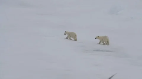 Polar Bear with two cubs Stock Footage 92439034