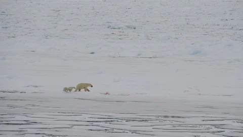 Polar Bear with two cubs Stock Footage 92911318
