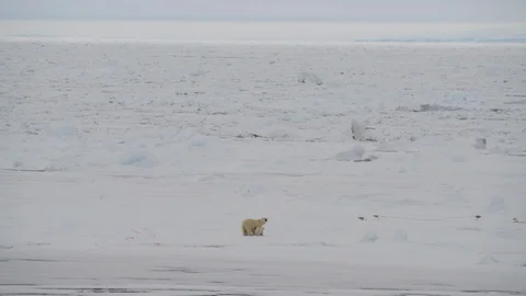 Polar Bear with two cubs Stock Footage 92916068