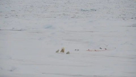 Polar Bear with two cubs Stock Footage 92921297