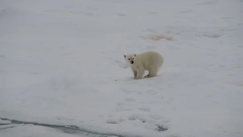 Polar Bear with two cubs Stock Footage