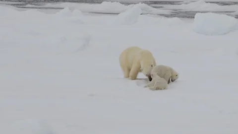 Polar Bear with two cubs Stock Footage 92928077