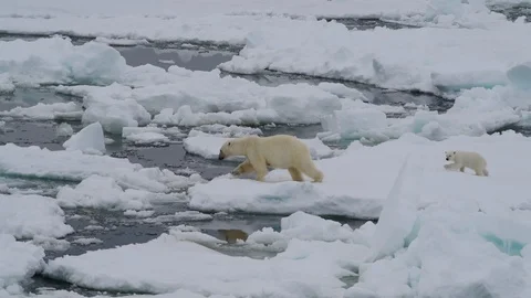 Polar Bear with two cubs Stock Footage 92930137