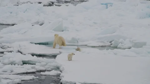 Polar Bear with two cubs Stock Footage 100417518