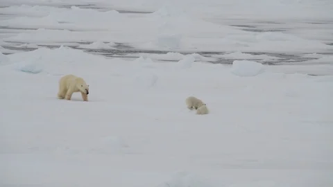 Polar Bear with two cubs Stock Footage 100417865