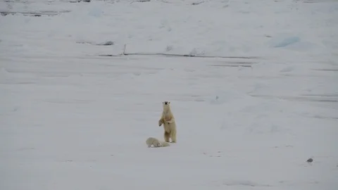 Polar Bear with two cubs Stock Footage 101019521