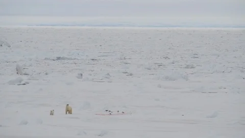Polar Bear with two cubs Stock Footage 101019564