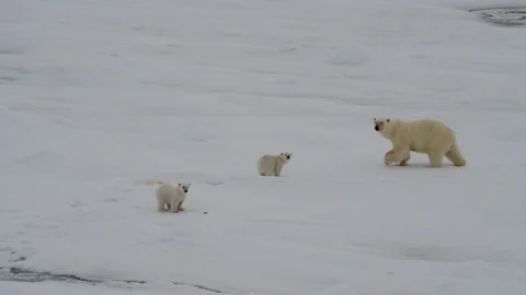Polar Bear with two cubs Stock Footage 101019614