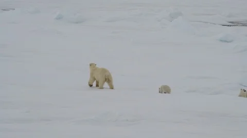 Polar Bear with two cubs Stock Footage 101019622