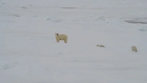 Polar Bear with two cubs Stock Footage 101019679