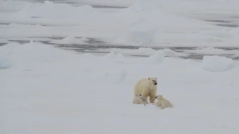 Polar Bear with two cubs Stock Footage 101019683