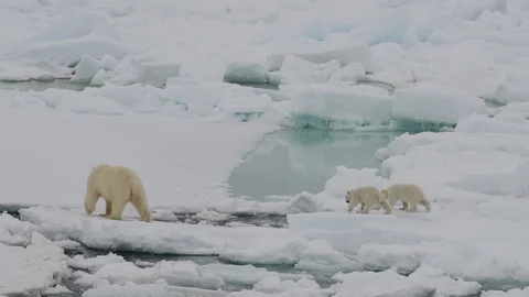 Polar Bear with two cubs Stockbeeldmateriaal 101019789