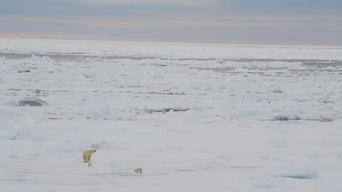 Polar Bear with two cubs Stock Footage 101019791