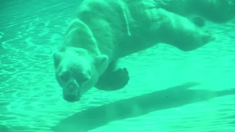 Polar bear under water Video stock 74166320