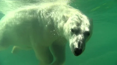 Polar bear underwater looking at camera Stock Footage