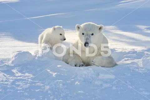 Polar bear (Ursus maritimus) mother with cub emerge from freshly opened den, Stock Photos
