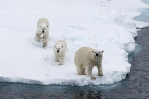 Polar bear (Ursus maritimus) mother and twin cubs on the pack ice Stock Photos