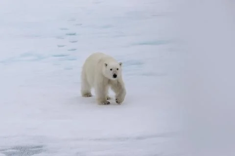 Polar bear (Ursus maritimus) on the pack ice north of Spitsbergen Island Stock Photos