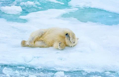 Polar bear (Ursus maritimus) resting Stock Photos