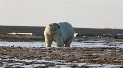Polar bear walk Stock Footage 46130988