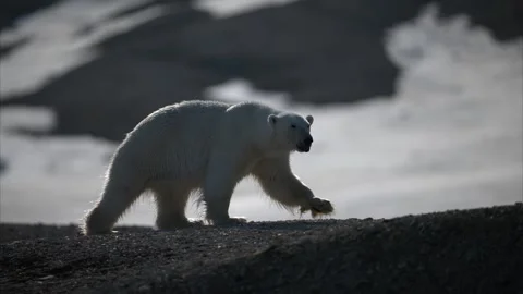 Polar bear walk 스톡 동영상 340277704