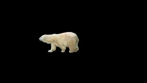 Polar bear walking across the frame seamlessly looped with alpha channel Stock Footage 74135862