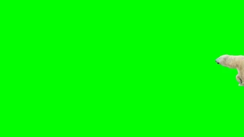Polar bear walking across the frame on green screen Video stock 76989553