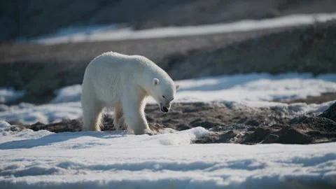 Polar bear walking alone Vídeo Stock 342024949