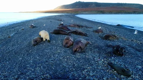 Polar bear walking among dead seals on a rocky beach Stock Footage 337058641