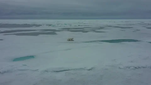 Polar bear is walking and lying in snow. He scratches his back and neck on ice Stock Footage 258012090