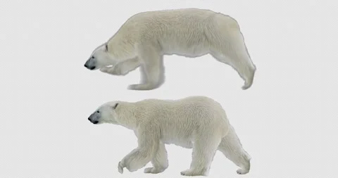 Polar Bear Walking and Running Stock Footage 201369196