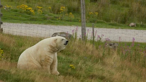 Polar Bear Walking and Sitting in Scottish Highlands Enclosure Stockbeeldmateriaal 321857849