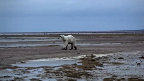 Polar bear walking and sniffing in Tundra Melting ice land, 2022 Stock Footage 201890082