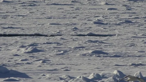 Polar bear walking in an arctic. Stock Footage 79303675