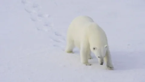 Polar bear walking in an arctic. Video stock 79304472