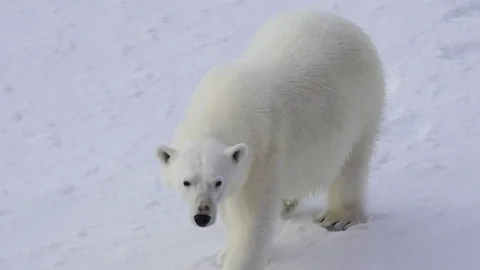 Polar bear walking in an arctic. Stock Footage 79305983