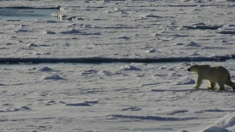 Polar bear walking in an arctic. Stock Footage 79339558