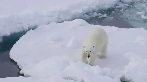 Polar bear walking in an arctic. Stock Footage 79339659