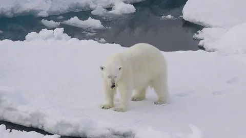 Polar bear walking in an arctic. Video stock 79340080
