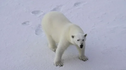 Polar bear walking in an arctic. Stock Footage 79341135