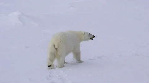 Polar bear walking in an arctic. Stock Footage 79695680