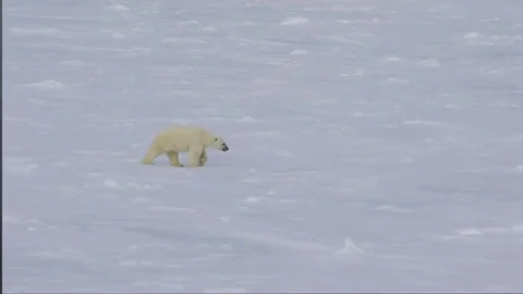 Polar bear walking in an arctic. Stock Footage 80166525