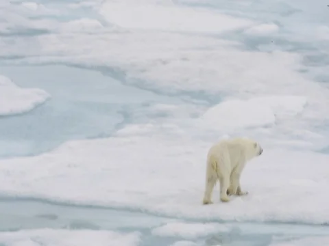 Polar bear walking in an arctic. Stock Footage 81303825